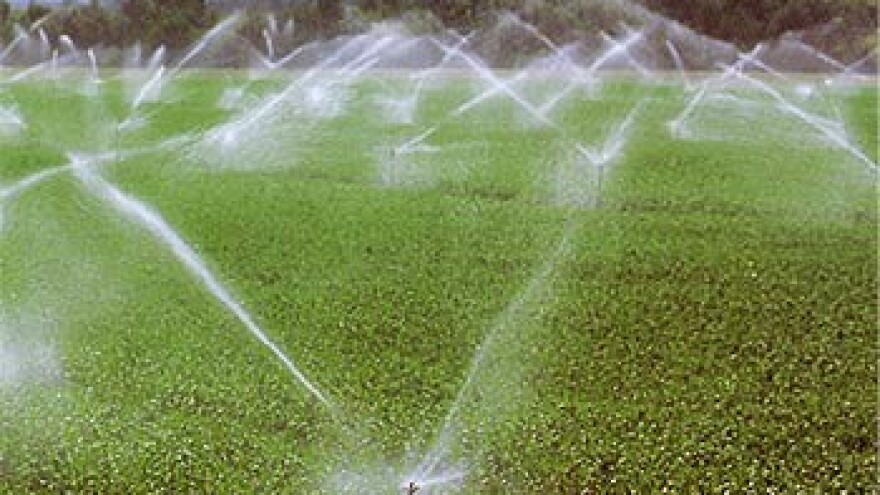 Rast navodnjavanih površina