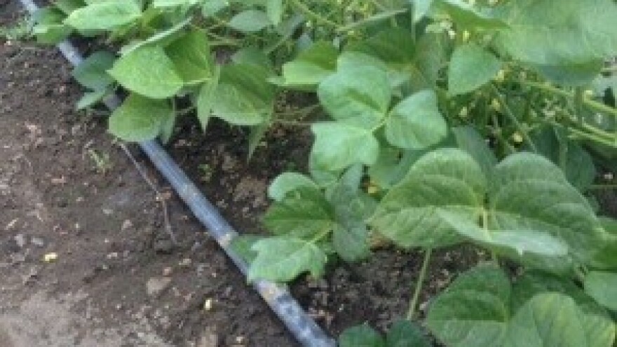 Bez navodnjavanja sve bi propalo, ovako ide nekako