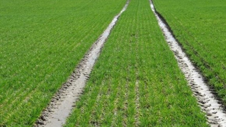 Projekt navodnjavanja Petrova polja