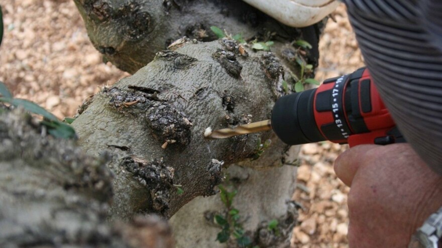 Većina cijepi pod koru ili klin, Ivan Serdarević usavršio je navrtanje masline - bušilicom