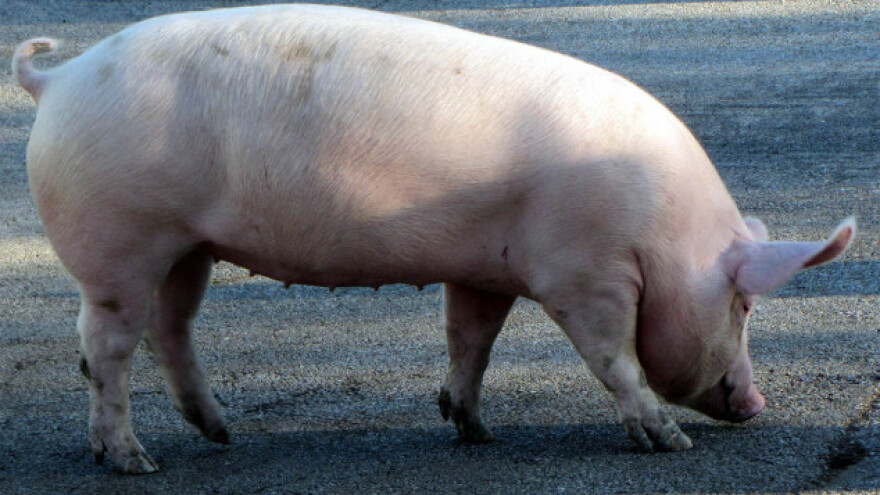 Danska genetika u našem svinjarstvu