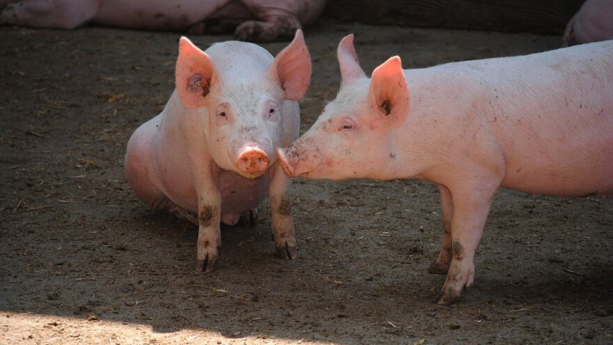 Kako hraniti nazimice prije nagona za tjeranjem?