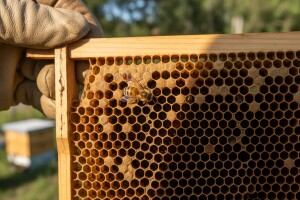 Nazire se kraj varoi