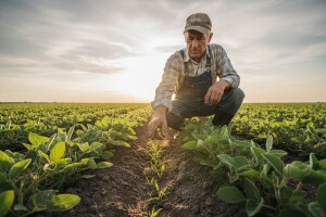 Ne brojite troliske, već pratite korove!