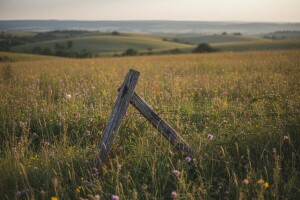 Ne cvjetaju nam ruže - posebno ne iz eko uzgoja