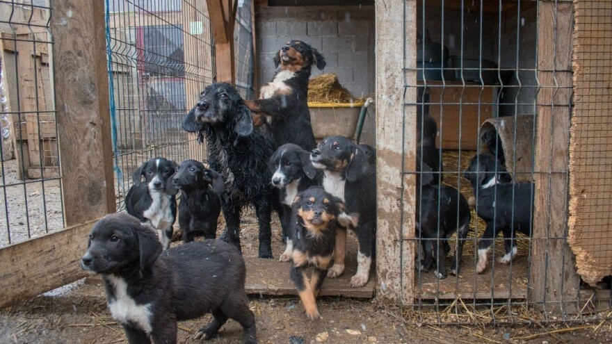 Ne kupujte pse, udomite ih - vratiće se višestruko