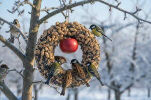 Ne zaboravite zimi na ptice