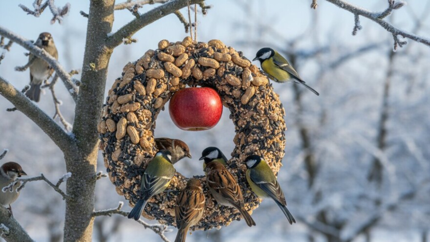 Ne zaboravite zimi na ptice