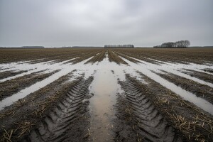 Ne žuriti sa setvom povrća na otvorenom!