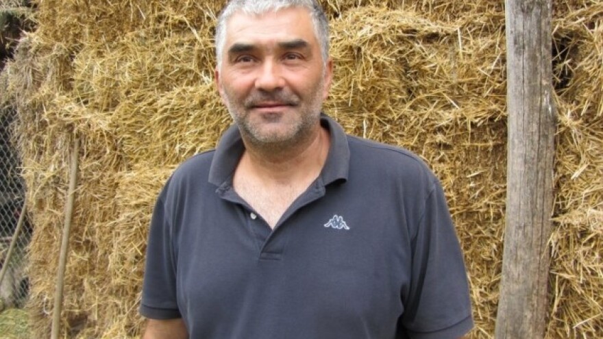 Pšenicom hrani svinje