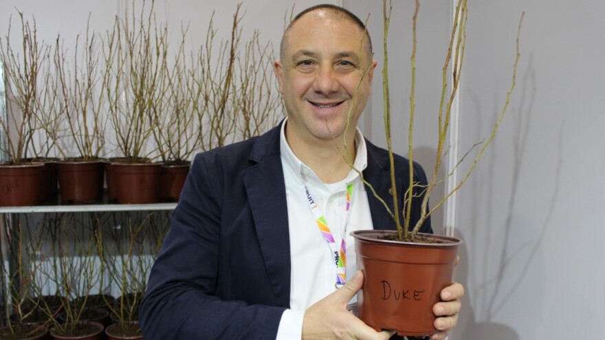 Đinović: Sorta duke bi trebalo da bude noseća u zasadu borovnice