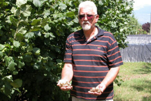 Za lješnjake na tržištu nema problema - 100 kn/kg