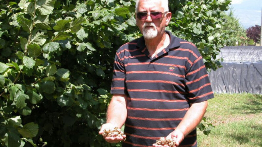 Za lješnjake na tržištu nema problema - 100 kn/kg