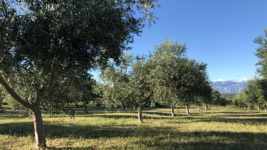 Pravilnik o upisu maslinika u e-savjetovanju, riješit će i pitanje neevidentiranih proizvođača