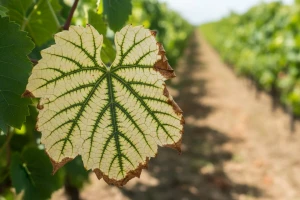 Nedostatak biljnih hranjiva u vinogradu