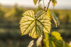 Nedostatak cinka kod vinove loze
