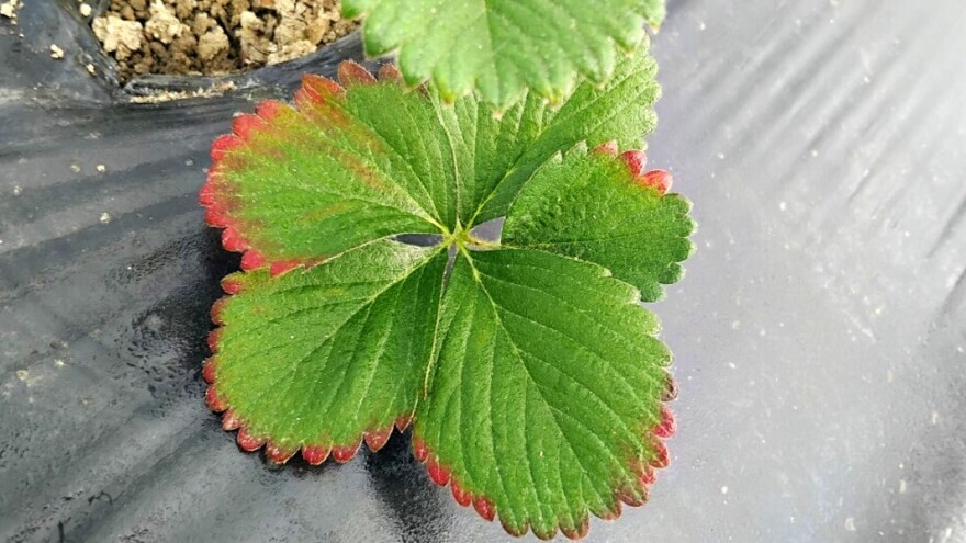 Primijetite li ovakav list jagode, vrijeme je da reagujete