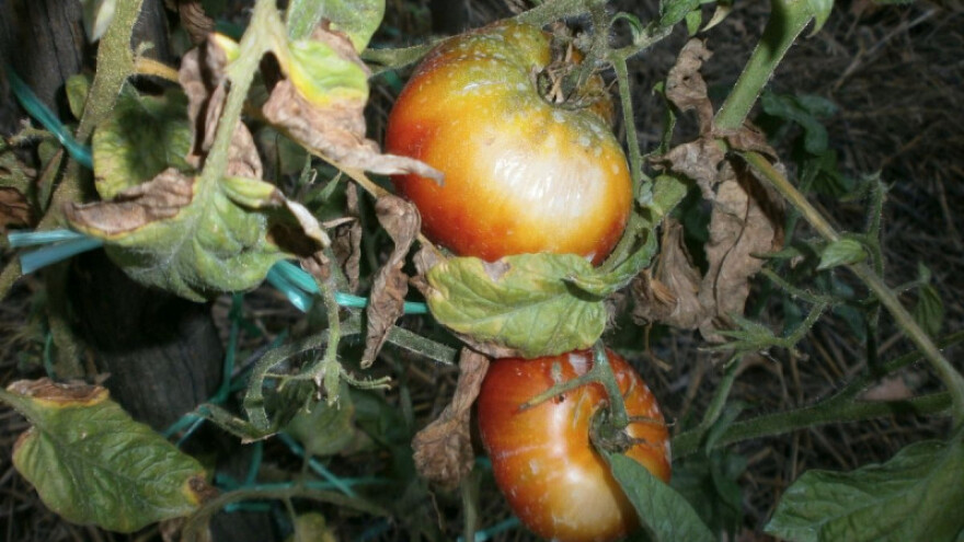 Kalcizacija za uspješnu povrćarsku proizvodnju