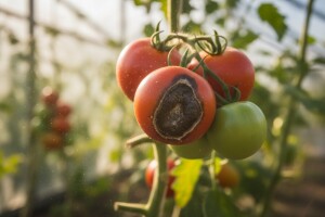 Nedostatak kalcija u plodu rajčice