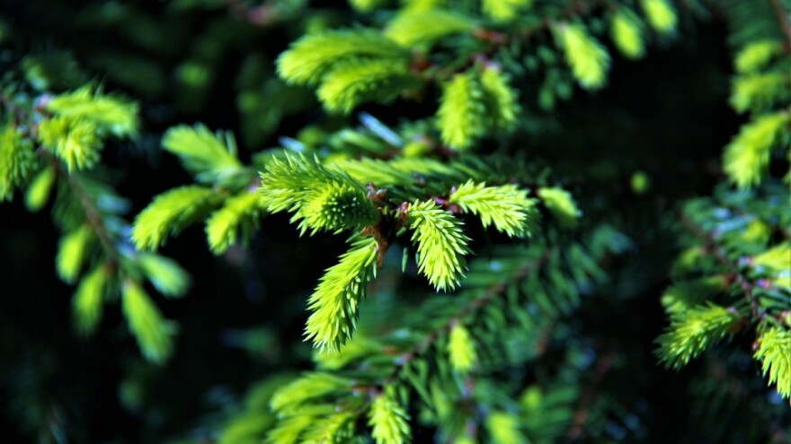 Traže radnike od 18 do 70 godina za pošumljavanje