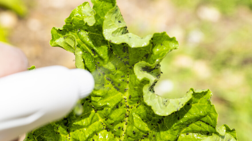 Kako koristiti neem ulje?