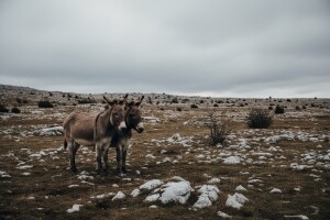 Neizvjesna sudbina dva magarca
