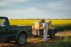 Neke od glavnih paša moraju se pronaći selidbom
