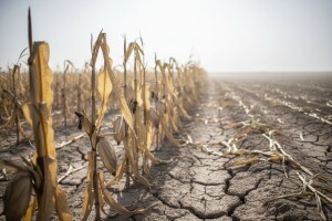 Nekim usjevima ne pomaže ni navodnjavanje