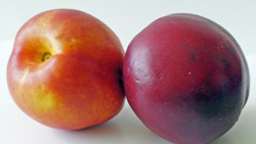 Mjere zaštite jabuke, kruške, šljive i breskve