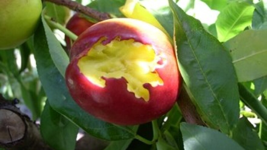 Ose i pčele u voćnjaku - opasnost za berače