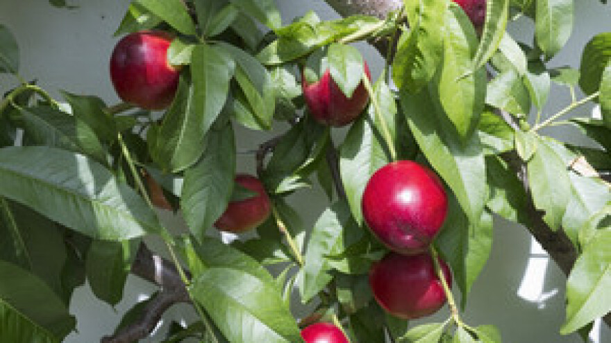 Obavijest proizvođačima koštičavog voća