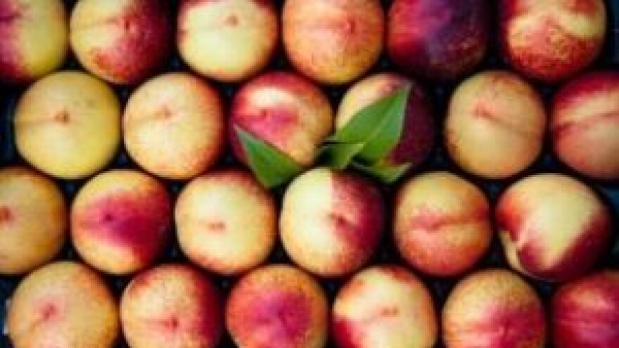 Zaštitite nasade breskve i nektarine