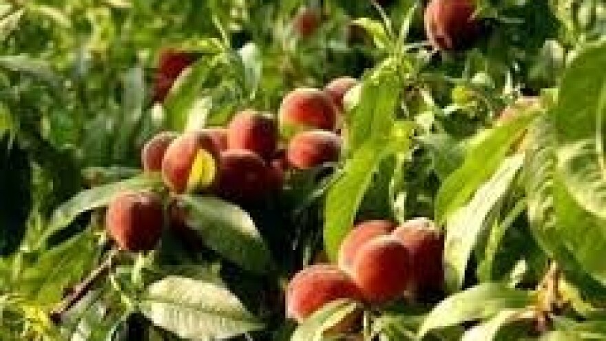 Stanje u nasadima koštičavoga voća