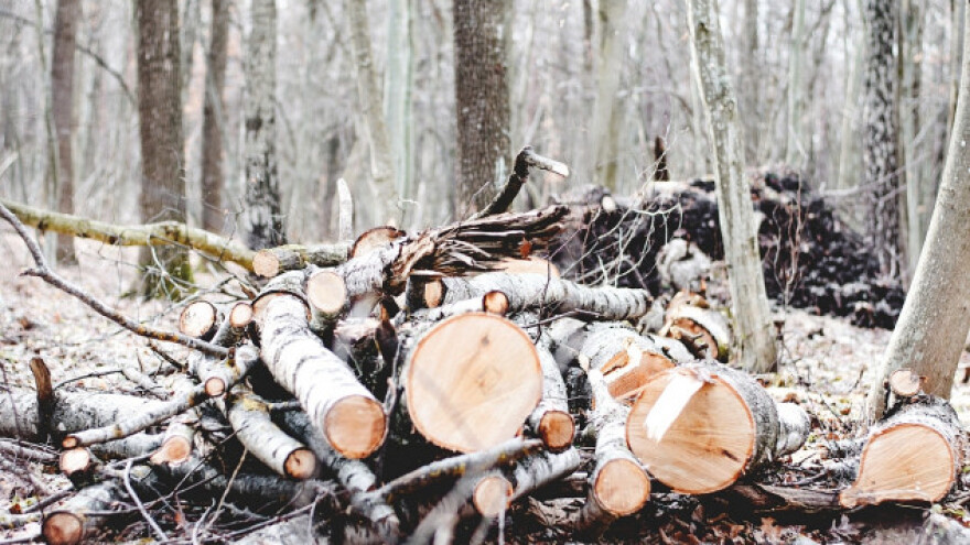 U Vojvodini 314 prijava zbog ilegalne seče šuma