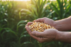 Nema GMO-a