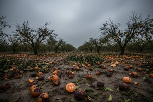 Nema mandarina za izvoz