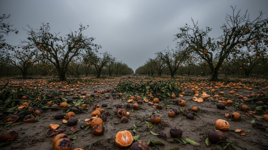 Nema mandarina za izvoz