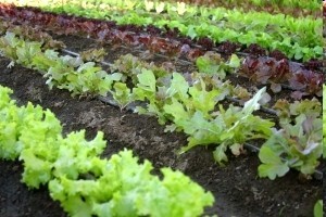 Nemakey - sredstvo protiv nematoda i organsko gnojivo