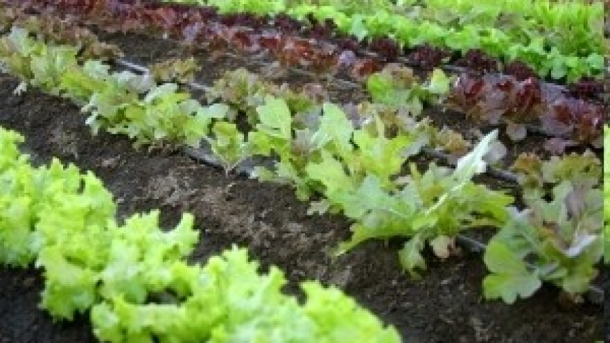 Nemakey - sredstvo protiv nematoda i organsko gnojivo