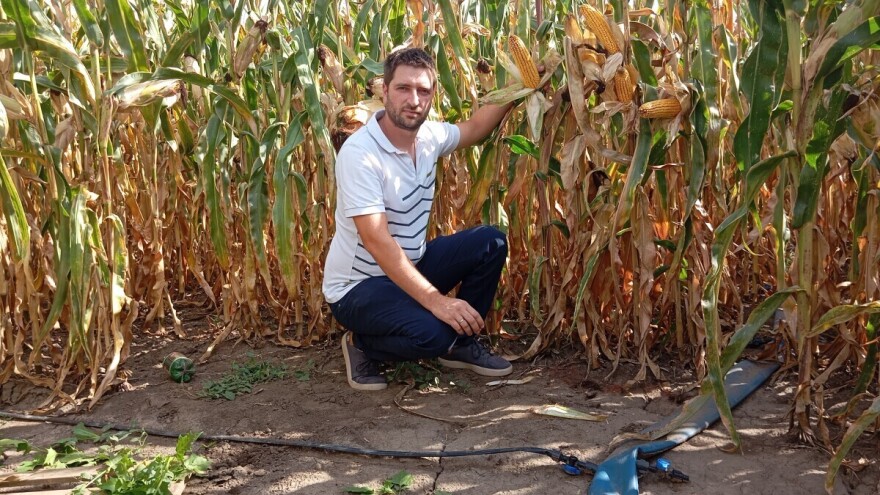 Nemanja Ivković: "Navodnjavao sam i očekujem 13 t/ha kukuruza"