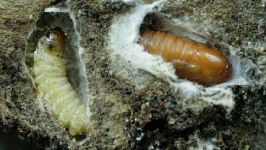 Jabuke i dalje štitite od savijača