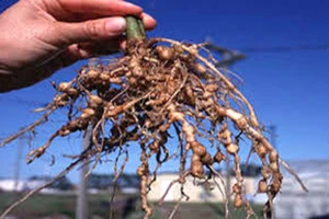 Kako se boriti protiv nematoda?