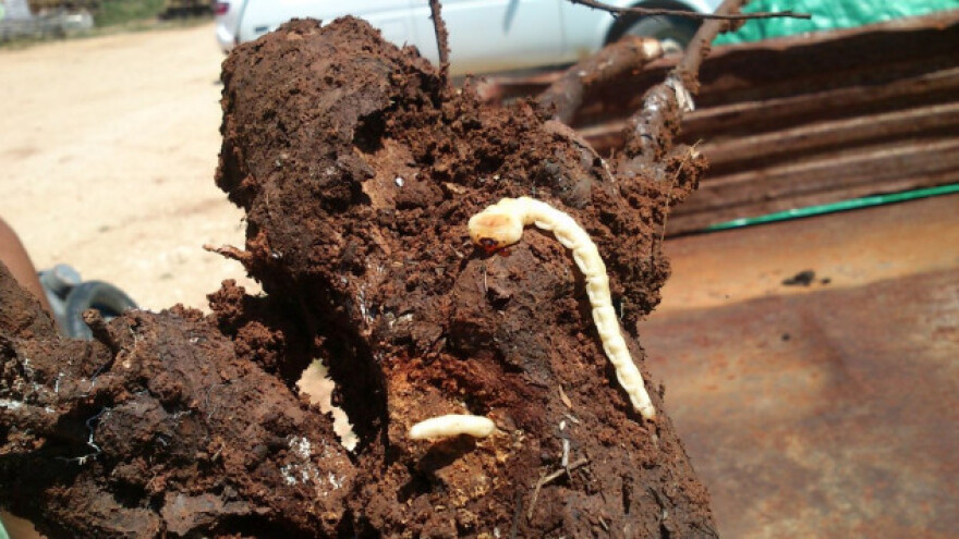 Nematode u suzbijanju zemljišnih štetnika