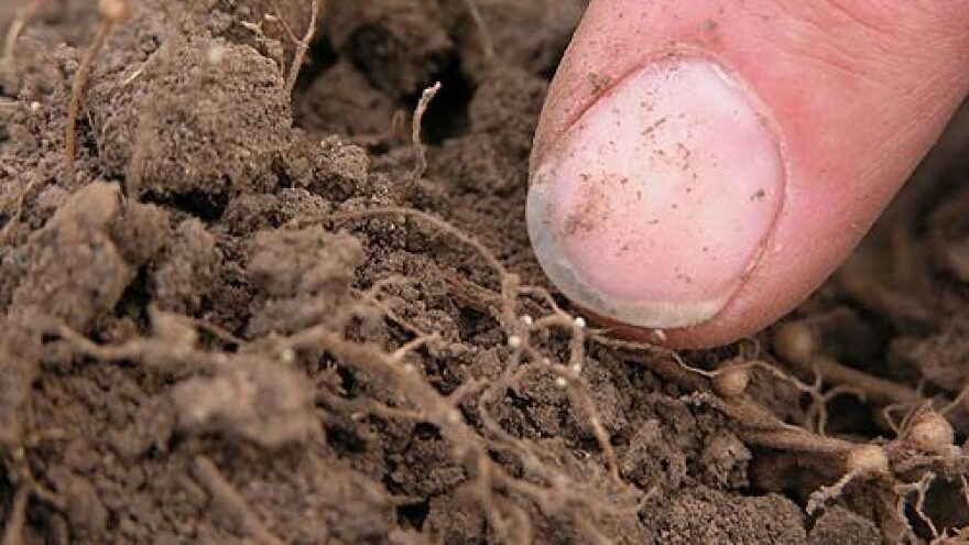 Kako suzbiti štetne nematode?