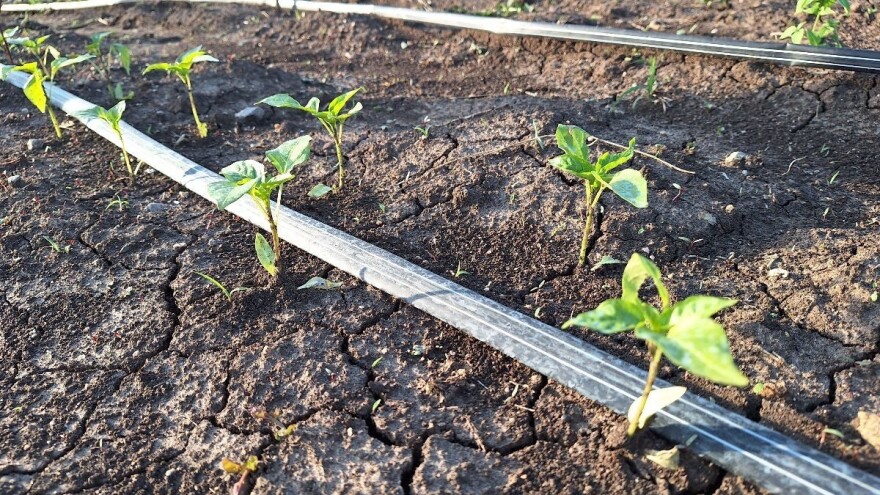 Za organsku biljnu proizvodnju 63.000 dinara po hektaru