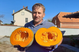 Bundeva je zdrava i potpuno organska, a Novaković ima plodove i po 50 kilograma