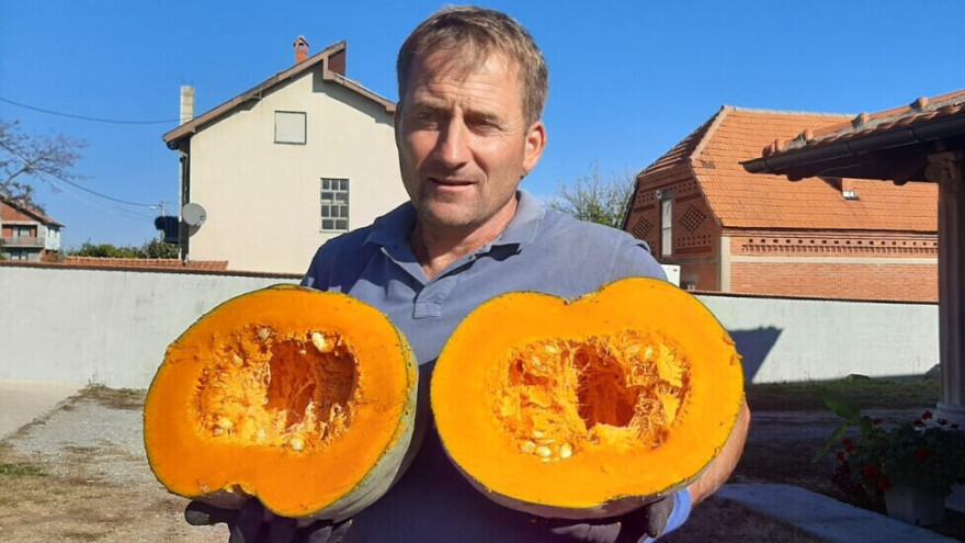 Bundeva je zdrava i potpuno organska, a Novaković ima plodove i po 50 kilograma