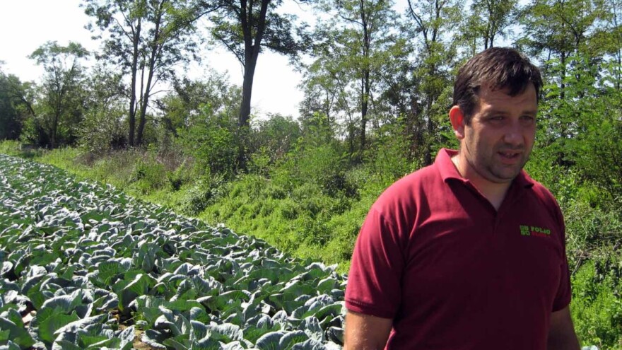 Kusovac: Po glavi stanovnika 57 tona kupusa!