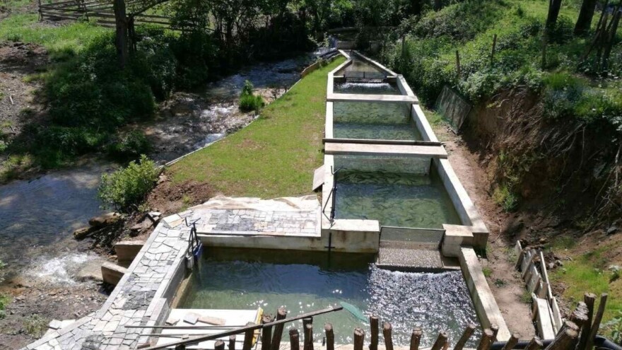 Zašto su neiskorišćeni potencijali za proizvodnju ribe u Srbiji?