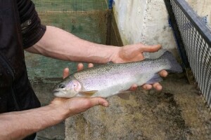 Riba smrdi od glave: Šta koči razvoj srpskog ribarstva?